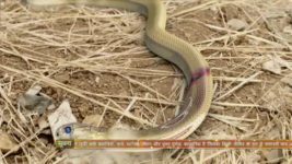 Naagin (Colors tv) S01E51 30th April 2016 Full Episode